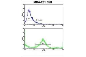 Flow cytometric analysis of MDA-231 cells using KRT4 Antibody (C-term)(bottom histogram) compared to a negative control cell (top histogram). (KRT4 抗体  (C-Term))