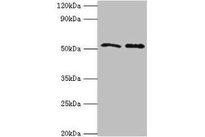 Western blot All lanes: GOPC antibody at 4 μg/mL Lane 1: K562 whole cell lysate Lane 2: HepG2 whole cell lysate Secondary Goat polyclonal to rabbit IgG at 1/10000 dilution Predicted band size: 51, 50, 36 kDa Observed band size: 51 kDa