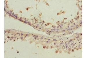 Immunohistochemistry of paraffin-embedded human testis tissue using ABIN7164695 at dilution of 1:100 (PDCD5 抗体  (AA 1-125))