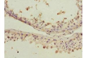 Immunohistochemistry of paraffin-embedded human testis tissue using ABIN7164695 at dilution of 1:100