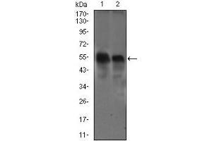 Western blot analysis using DCTN4 mouse mAb against Raw264. (Dynactin 4 抗体  (AA 57-298))