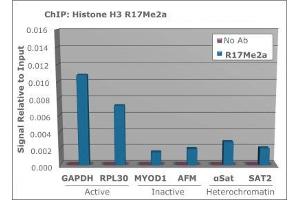 Chromatin Immunoprecipitation (ChIP) image for anti-Histone 3 (H3) (H3R17me2a) antibody (ABIN5706789)