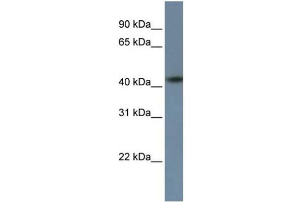 ZNF669 抗体  (C-Term)