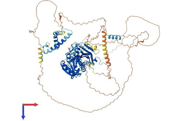 TGS1 Protein (AA 1-853) (His tag)