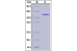 Rhesus macaque Complement Factor D, Fc Tag on  under reducing (R) condition. (Adipsin Protein (AA 26-253) (Fc Tag))