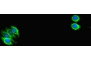 Immunofluorescent analysis of HepG2 cells using ABIN7169664 at dilution of 1:100 and Alexa Fluor 488-congugated AffiniPure Goat Anti-Rabbit IgG(H+L) (STAT1 抗体  (AA 63-196))