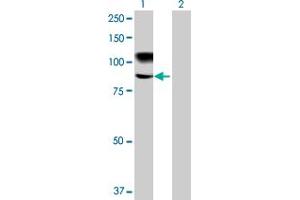 Western Blot analysis of MMEL1 expression in transfected 293T cell line by MMEL1 MaxPab polyclonal antibody. (MMEL1 抗体  (AA 1-779))