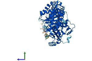 Protein Structure (PS) image for Tubulin, alpha 1B (TUBA1B) (AA 1-451) protein (His tag) (ABIN7562745)