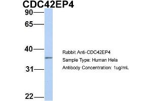 Host: Rabbit Target Name: CDC42EP4 Sample Type: Hela Antibody Dilution: 1. (CDC42EP4 抗体  (N-Term))