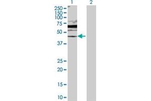 Western Blot analysis of DUSP6 expression in transfected 293T cell line by DUSP6 MaxPab polyclonal antibody. (DUSP6 抗体  (AA 1-381))
