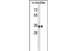 Western blot analysis in mouse bladder tissue lysates (35ug/lane). (ISL1 抗体  (AA 156-185))