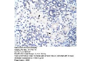 Human kidney (ZBTB38 抗体  (N-Term))