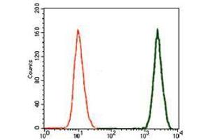 Flow cytometric analysis of A549 cells using TGFb1 mouse mAb (green) and negative control (red). (TGFB1 抗体  (AA 62-195))