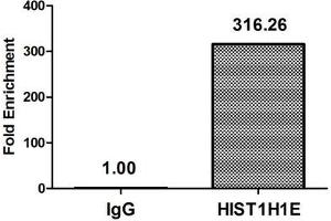 Chromatin Immunoprecipitation Hela (4*10 6 , treated with 30 mM sodium butyrate for 4h) were treated with Micrococcal Nuclease, sonicated, and immunoprecipitated with 8 μg anti-HIST1H1E (ABIN7139177) or a control normal rabbit IgG. (HIST1H1E 抗体  (acLys33))