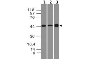 Image no. 1 for anti-Thymic Stromal Lymphopoietin (TSLP) antibody (ABIN5027780) (Thymic Stromal Lymphopoietin 抗体)