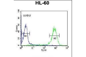 Flow cytometric analysis of HL-60 cells (right histogram) compared to a negative control cell (left histogram). (DLK2 抗体  (C-Term))