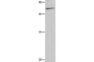 Western blot analysis of 293T cell , using NAIF1 Polyclonal Antibody at dilution of 1:750 (NAIF1 抗体)