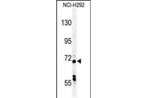 Western blot analysis in NCI-H292 cell line lysates (35ug/lane). (USP49 抗体  (N-Term))
