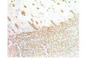 Mouse brain tissue was stained by Anti-Relaxin-3 /INSL-7 B- Chain. (Relaxin 3 抗体  (Chain B))
