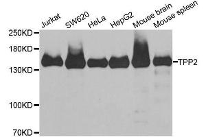 Western blot analysis of extracts of various cell lines, using TPP2 antibody. (Tpp2 抗体  (AA 1-300))