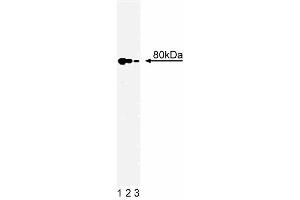 Western blot analysis of Ku80 on a A431 cell lysate (Human epithelial carcinoma, ATCC CRL-1555). (XRCC5 抗体  (AA 103-315))