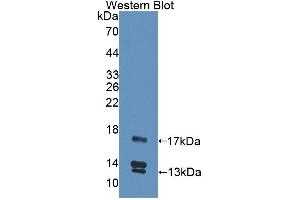 Detection of Recombinant UCN2, Human using Polyclonal Antibody to Urocortin 2 (UCN2) (Urocortin 2 抗体  (AA 20-112))