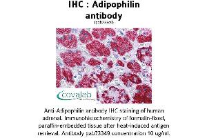 Image no. 1 for anti-Perilipin 2 (PLIN2) (AA 28-281) antibody (ABIN1731557) (ADRP 抗体  (AA 28-281))