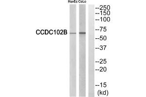 Western blot analysis of extracts from HuvEc cells and COLO cells, using CCDC102B antibody. (CCDC102B 抗体  (Internal Region))