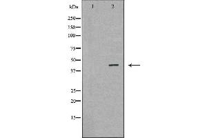 Western blot analysis of Mouse liver tissue lysates, using GLUL Antibody. (GLUL 抗体  (C-Term))