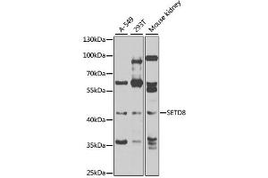 Western blot analysis of extracts of various cell lines, using SETD8 antibody (ABIN4905138) at 1:1000 dilution. (SETD8 抗体)