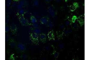 Anti-HIBCH mouse monoclonal antibody (ABIN2453127) immunofluorescent staining of COS7 cells transiently transfected by pCMV6-ENTRY HIBCH (RC209814). (HIBCH 抗体)