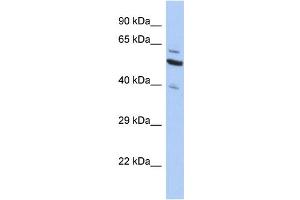 Western Blotting (WB) image for anti-Sec1 Family Domain Containing 1 (SCFD1) (C-Term) antibody (ABIN2505190) (SCFD1 抗体  (C-Term))