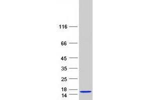 Small EDRK-Rich Factor 2 (SERF2) protein (Myc-DYKDDDDK Tag)