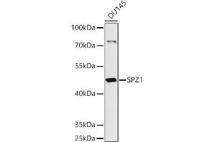 Western blot analysis of extracts of DU145 cells, using SPZ1 antibody (ABIN7270527) at 1:1000 dilution. (SPZ1 抗体  (AA 1-430))