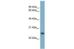 WB Suggested Anti-NTF5 Antibody Titration: 0. (Neurotrophin 4 抗体  (N-Term))