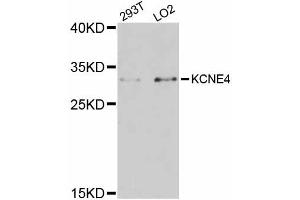 Western blot analysis of extracts of various cell lines, using KCNE4 antibody (ABIN5998032) at 1:3000 dilution. (KCNE4 抗体)