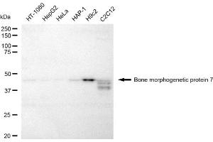 Western blotting analysis using Bone morphogenetic protein 7 antibody (ABIN7797777).