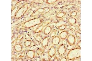 Immunohistochemistry of paraffin-embedded human kidney tissue using ABIN7154947 at dilution of 1:100 (CD34 抗体  (AA 124-375))