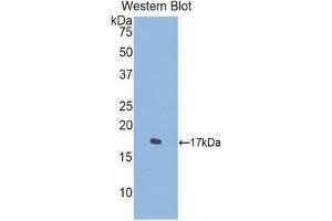 Western Blotting (WB) image for anti-Sema Domain, Immunoglobulin Domain (Ig), Transmembrane Domain (TM) and Short Cytoplasmic Domain, (Semaphorin) 4D (SEMA4D) (AA 502-636) antibody (ABIN1860524) (SEMA4D/CD100 抗体  (AA 502-636))
