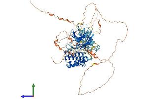 Protein Structure (PS) image for BR Serine/threonine Kinase 1 (BRSK1) (AA 1-778) protein (His tag) (ABIN7563828)