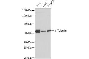 Western blot analysis of extracts of various cell lines, using α-Tubulin Rabbit mAb (ABIN7271036) at 1:1000 dilution. (TUBA4A 抗体)