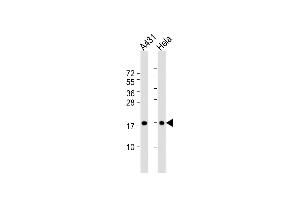 All lanes : Anti-IA Antibody (N-term) at 1:1000 dilution Lane 1: A431 whole cell lysate Lane 2: Hela whole cell lysate Lysates/proteins at 20 μg per lane. (PPIA 抗体  (N-Term))