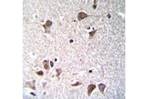 Oct3/4 antibody immunohistochemistry analysis in formalin fixed and paraffin embedded human brain tissue.