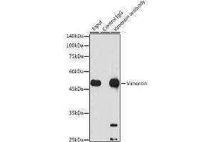 Immunoprecipitation (IP) image for anti-Vimentin (VIM) antibody (ABIN7271326)