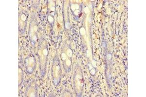 Immunohistochemistry of paraffin-embedded human small intestine tissue using ABIN7164149 at dilution of 1:100