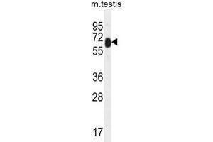 TTC39B Antibody (C-term) western blot analysis in mouse testis tissue lysates (35 µg/lane). (TTC39B 抗体  (C-Term))