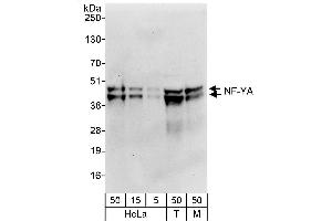Western Blotting (WB) image for anti-Nuclear Transcription Factor Y, alpha (NFYA) (AA 333-347) antibody (ABIN7453741)