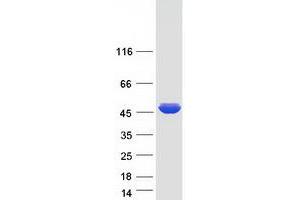 Western Blotting (WB) image for Mitogen-Activated Protein Kinase-Activated Protein Kinase 2 (MAPKAPK2) (Transcript Variant 1) protein (Myc-DYKDDDDK Tag) (ABIN2725453)