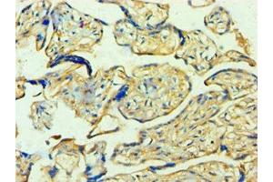 Immunohistochemistry (IHC) image for anti-14-3-3 theta (YWHAQ) (AA 1-245) antibody (ABIN7142103)