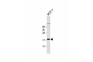 Anti-IER3 Antibody (N-term) at 1:1000 dilution + MCF-7 whole cell lysate Lysates/proteins at 20 μg per lane. (IER3 抗体  (N-Term))